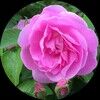 rosewalkssea